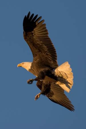 Eagles05_018