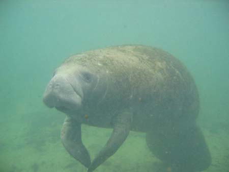 Manatees05_003