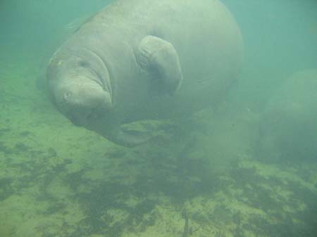 Manatees05_005