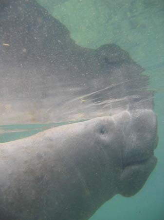 Manatees05_014