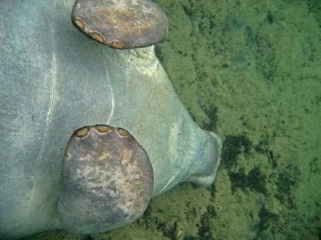Manatees05_016