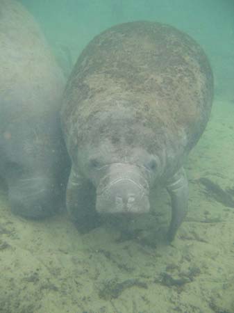 Manatees05_017