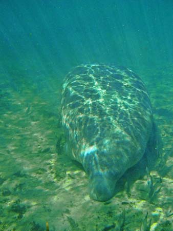 Manatees05_019