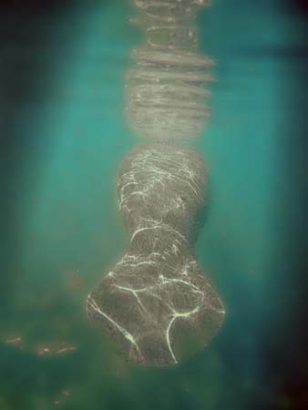 Manatees05_021