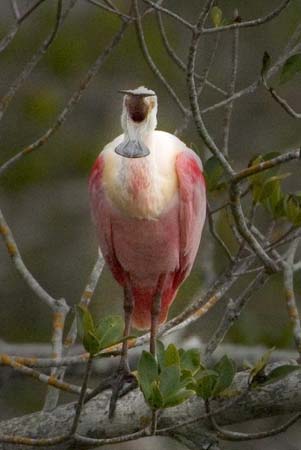 SoFlorida05_025