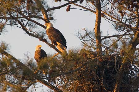 Eagles05_001
