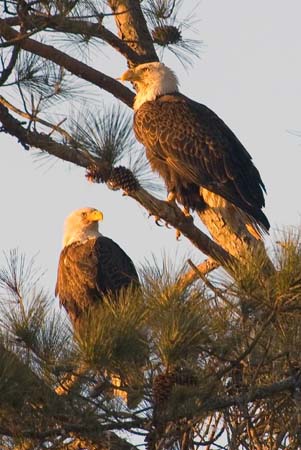 Eagles05_002