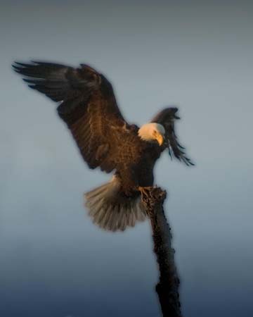 Eagles05_003