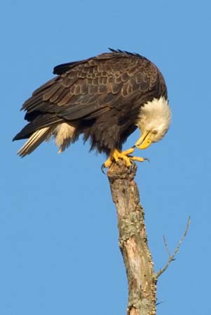 Eagles05_004