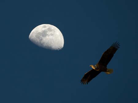 Eagles05_005