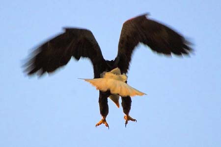 Eagles05_007