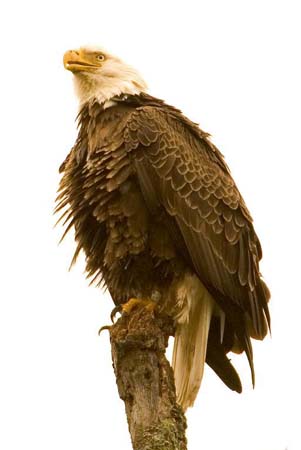 Eagles05_010