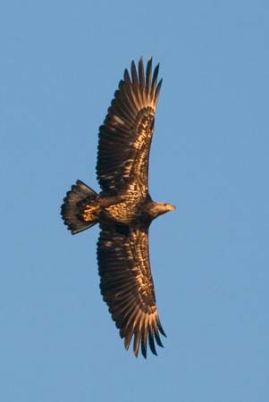 Eagles05_012
