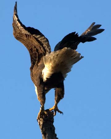 Eagles05_014