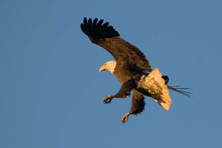 Eagles05_017