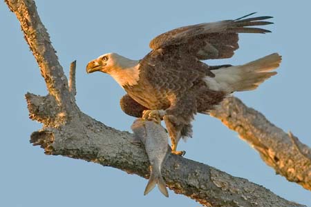Eagles05_021