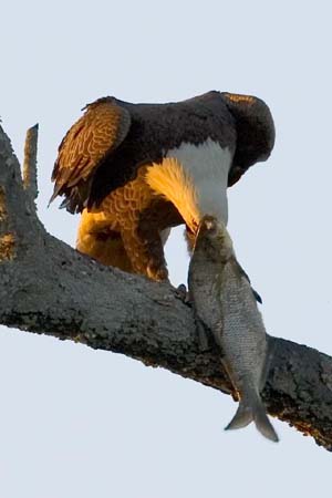 Eagles05_022
