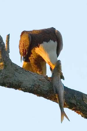 Eagles05_023