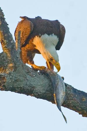 Eagles05_025