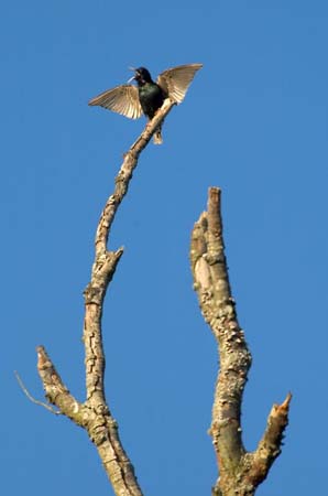 Eagles05_027