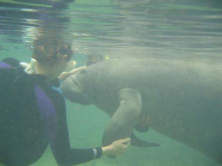 Manatees05_004