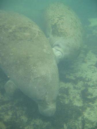 Manatees05_007