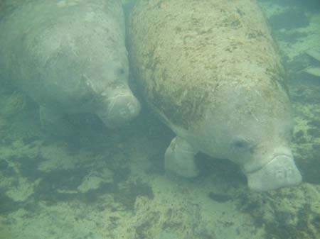 Manatees05_008