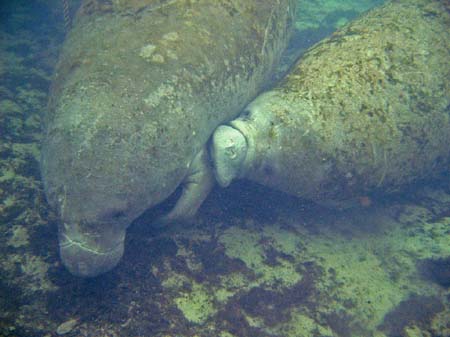 Manatees05_009