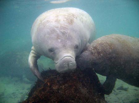 Manatees05_010