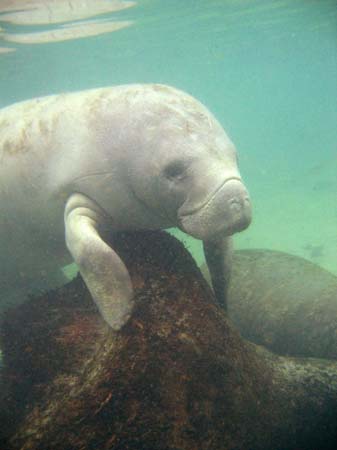 Manatees05_011