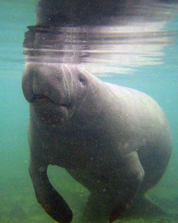 Manatees05_012