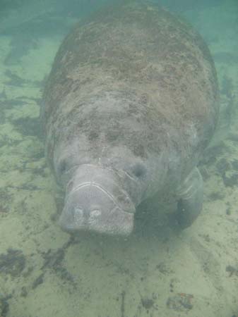Manatees05_018
