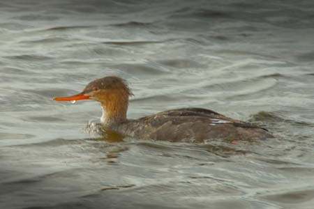 SoFlorida05_020