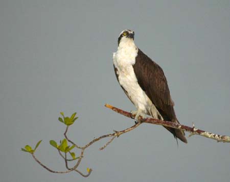 SoFlorida05_026