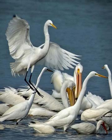 SoFlorida05_033