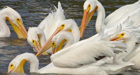 SoFlorida05_049