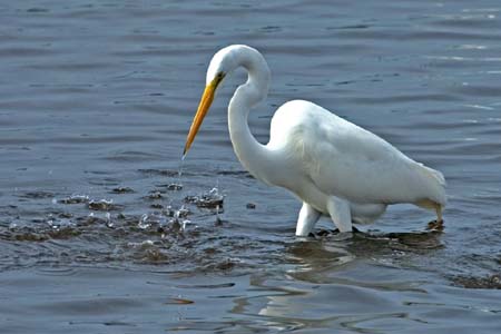 SoFlorida05_059