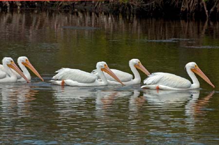 SoFlorida05_068