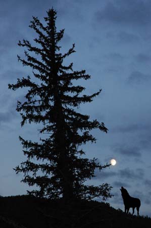 YelTeton04_014