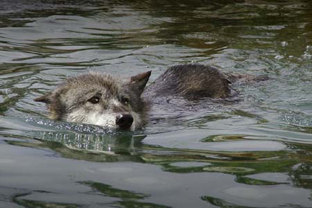 YelTeton04_018